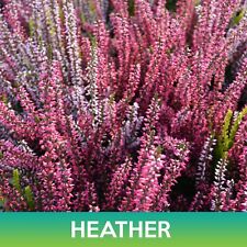 Heather flower seeds for sale  Belmont