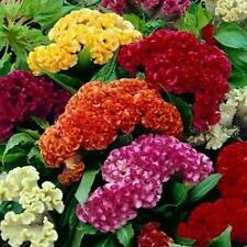 Celosia cristata mixed for sale  Sevierville