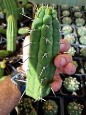 Rauhocereus Riosaniensis echinopsis lobivia hybrid astrophytum ariocarpus rare  for sale  Shipping to South Africa