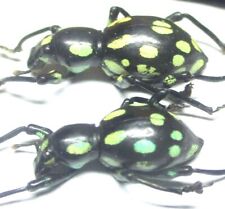 N013 SMDNA | EL : Pachyrrhynchus apicatus 2pcs. 16mm/19mm A-/A- for sale  Shipping to South Africa