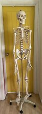 Anatomical human skeleton for sale  LONDON