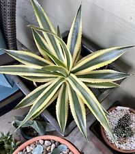 Agave lophanta quadricolor for sale  Hollister