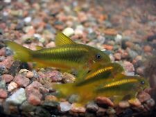 Gold laser cory for sale  San Jose