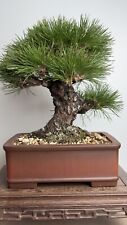 Japanese black pine for sale  Buford