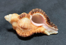 Used, Muricidae Chicoreus Monicae 53.1mm Lavonono, Madagascar - SELECT! for sale  Shipping to South Africa