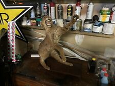 Bobcat taxidermy mount for sale  Covington