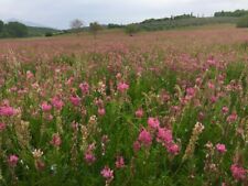 Sainfoin silage hay for sale  Shipping to Ireland