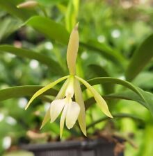 Orchidea orchidea epidendrum usato  Spedire a Italy