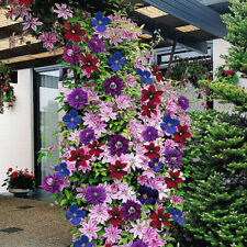 Clematis rainbow plants for sale  UK