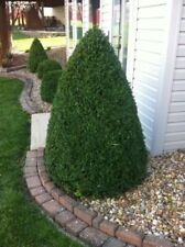 Boxwood premium mountain for sale  Mcminnville