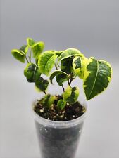 Ficus benjamina irene for sale  Shipping to Ireland