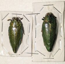 Steraspis speciosa pcs for sale  Shipping to Ireland