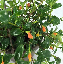 Goldfish plant hanging for sale  Miami