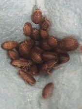 Dubia roaches small for sale  ROCHDALE