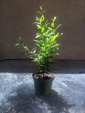 Dwarf bonsai pomegranate for sale  Whittier