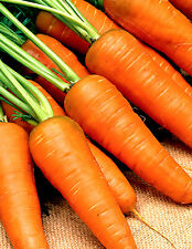 1000 carrot seeds for sale  El Monte