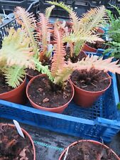 Blechnum brasiliense volcano for sale  MALDON