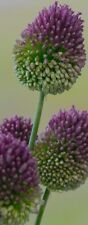 X10 allium sphaerocephalon for sale  CANNOCK