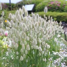 Bunny tails ornamental for sale  UK