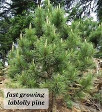 Loblolly pine trees for sale  Saint Simons Island