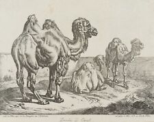 Klein dromedar kamel gebraucht kaufen  Frankfurt