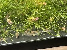 Bronze cory catfish for sale  Bristol