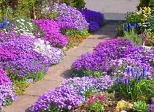 Aubretia cheeky mixed for sale  GRIMSBY