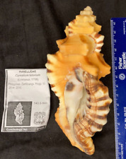 RANELLIDAE Cymatium lotorium 143.5mm Zamboanga Philippines 2016 for sale  Shipping to South Africa