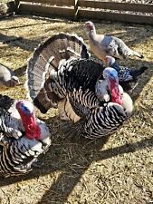 Narragansett turkey hatching for sale  Conway