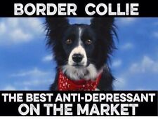 Border collie dog for sale  Florence
