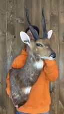 Beautiful vintage bushbuck for sale  Port Matilda