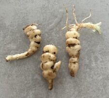 Crosnes japon tubercules d'occasion  Aubenas