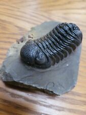 Trilobite morocops for sale  SAFFRON WALDEN