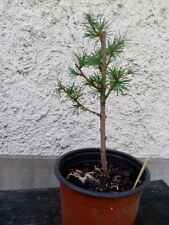 Pré bonsai mélèze d'occasion  Blagnac