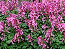 Cottage garden corydalis for sale  RHYL