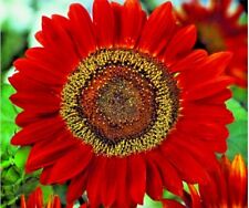 Red sun sunflower for sale  Wichita