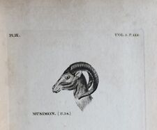 Sheep european mouflon for sale  Lake Villa