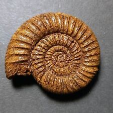 Perisphinctes arkelli fossile usato  Italia