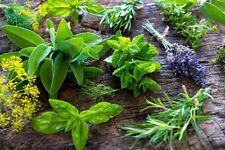 Starter packs herbs for sale  Onaway
