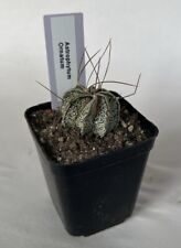 Astrophytum ornatum cactus for sale  SLEAFORD