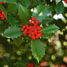 American holly ilex for sale  King George