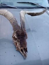 Ram skull goat for sale  Walhalla