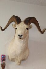 Dall sheep goat for sale  Brandon