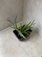 Aloe vera barbadensis for sale  HAVERFORDWEST