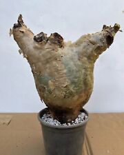 Cyphostemma Uter var. Macropus, Caudex Diameter 5.5”, Plant Height 8”, used for sale  Shipping to South Africa