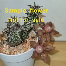 5 fresh seeds  Duvalia sulcata  spp sulcata No Pseudolithos Rhytidocaulon  , used for sale  Shipping to South Africa
