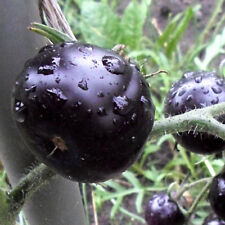 Schwarze russische tomate gebraucht kaufen  Muldestausee