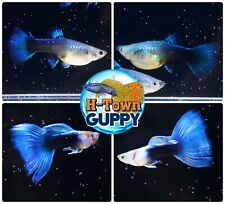 Pair live aquarium for sale  Katy