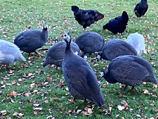 Free range guinea for sale  TENBURY WELLS