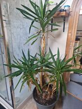 Indoor large yucca for sale  ALFORD